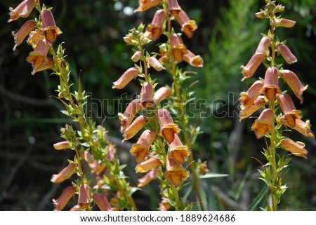 Beautiful Spanish foxgloves, also known as Digitalis obscura, in flower in the wild in Alicante Province, Spain Royalty-Free Stock Photo #1889624686
