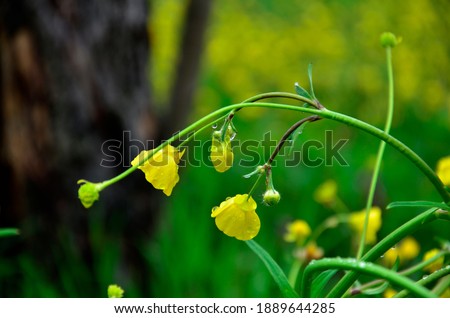 Yellow buttercup flowers in drops. Thin undulating stems against the background of green grass and the silhouette of a tree. Spring nature. Blurry background, bright colors, sunlight. Horizontally.