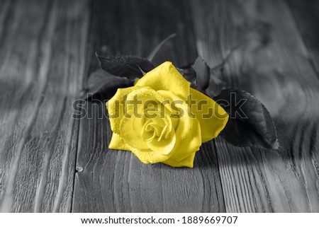 Yellow rose with water drops on old grey wooden board. Image in trendy Illuminating and Ultimate Gray  colors 2021 year