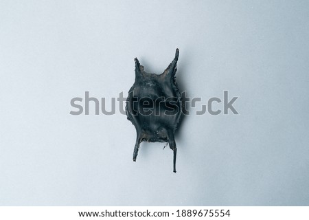 Still life of image of shark and ray egg cases on grey blue background. Also known as mermaids purses.
