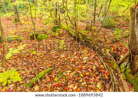 Algonquin Highlands Conservation Area Ontario Canada featuring forest with maple trees in the autumn season showing vivid and vibrant colors on a sunny day