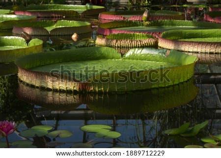 On surface of reservoir there are large green leaves with curled edges Victoria regia(Victoria Amazonian), buds and leaves of other aquatic plants. Their reflection in water. Exotic Amazon background