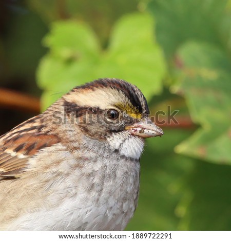 White-throated sparrows during the fall season