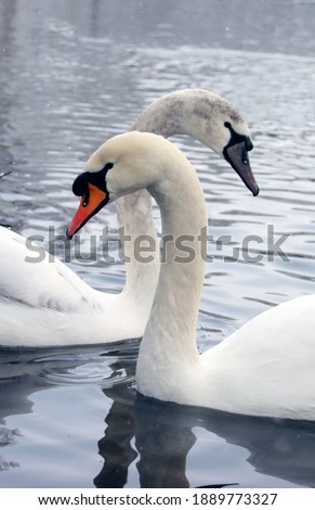 Close-up of two swans swimming on lake during cold German winter. Wildlife photography. Water and waves.
