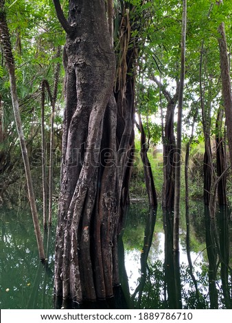 Close-up photo of a large tree trunk submerged in the flooded Amazon forest located in the Alter do Chão region, Brazil.
