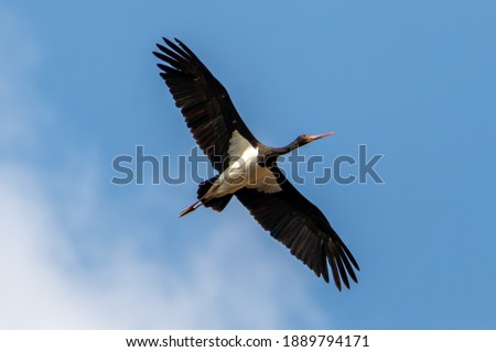 Black stork flying in the sky. Royalty-Free Stock Photo #1889794171