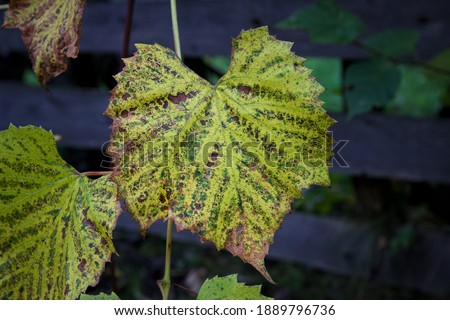 A leaf in autumn colors on a background of wooden boards.