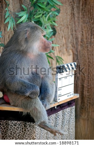 Trained baboon playing director in a scene