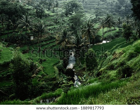  landscape  of river and nature in Bali
