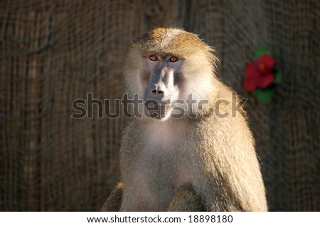 Trained baboon sitting contently in the sunlight