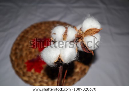 
Dry cotton plants and woven rattan which are used as photography accessories, room sweeteners, and interior design.