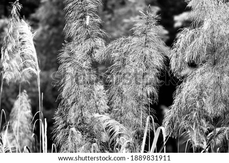 Traditional grass flowers black and white photo