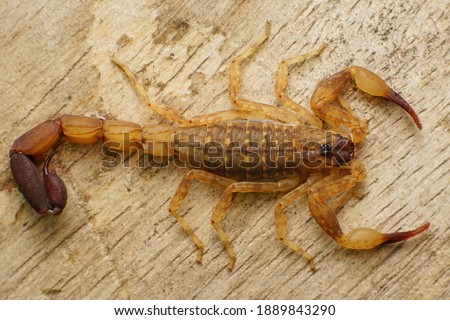 Alligator back scorpions, juvenile, isolated on wood background, selective focus