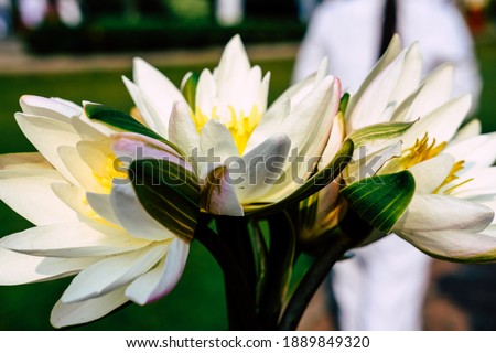 buddha lotus flower whit wallpaper picture