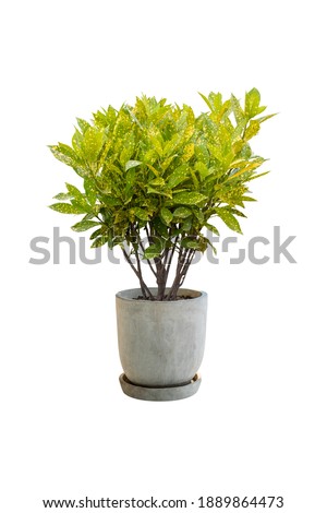 Tree in pots, white cement, decorated on a white background.