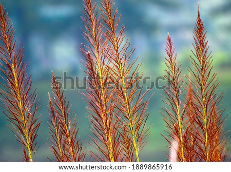 Reddish flowers of a plant unique blurry photo