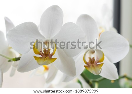Beautiful orchid flower. Beautiful decorative flowers. Royalty-Free Stock Photo #1889875999