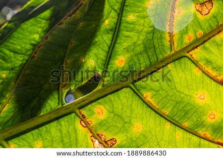 A close-up of a tree leaf show with extreme detail a colorful texture