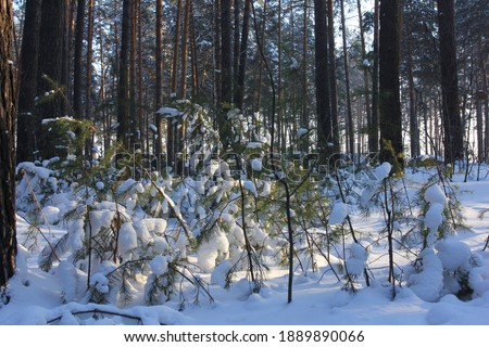 Winter background. Snowy nature in a sunny day.