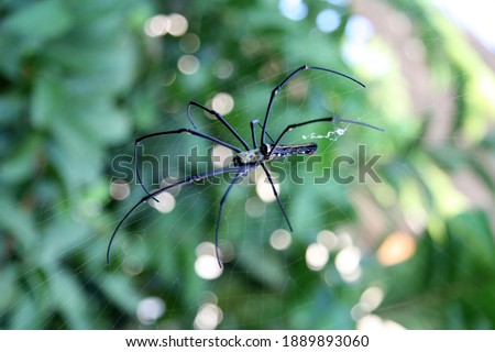 the picture of spider on the web