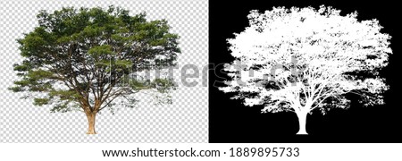 tree on transparent background picture and alpha with clipping path