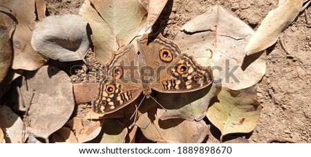 The brown colored lemon pansy laying on grass