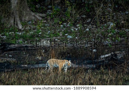 wild bengal tiger of terai region forest at uttarakhand india - panthera tigris tigris
