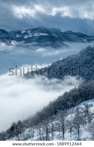 woods and forests in the snow climate change italy