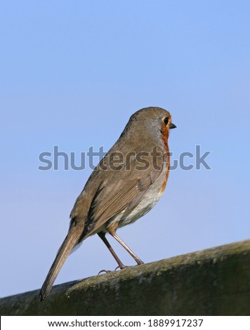 Robin sitting on a fence in UK