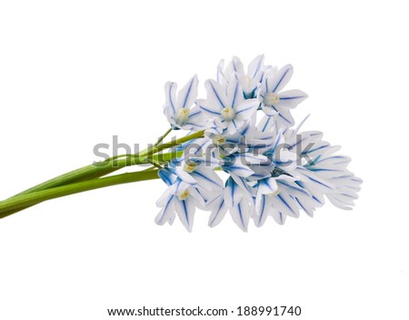 Blue and White Colored Puschkinia Isolated on White Background