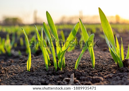 Sprouts of young barley or wheat that have just sprouted in the soil, dawn over a field with crops. Royalty-Free Stock Photo #1889935471