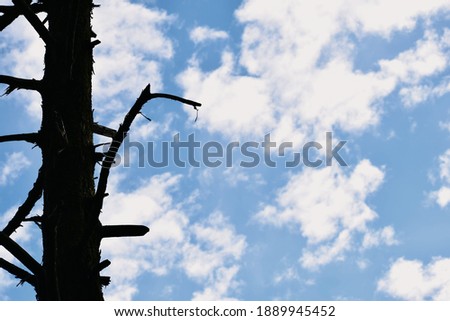 Beautiful picture of tree trunk and sky in background