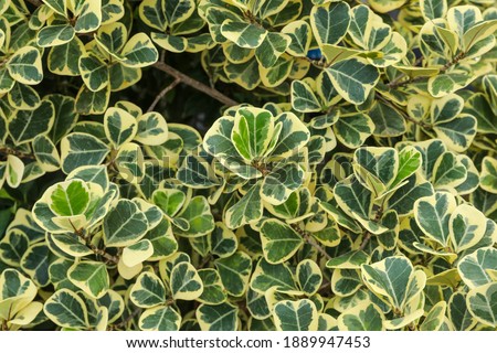 Green leaves background. Mistletoe fig or Mistletoe rubber plant.Is an ornamental plant. Leaves are heart-shaped With white and green stripes