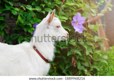 Little white goat in the garden among the flowers
