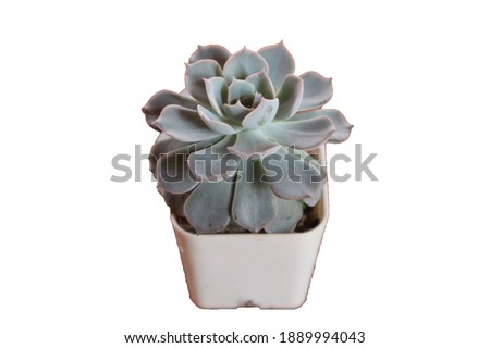 Fresh natural plant on white background isolate baby cactus soft focus picture