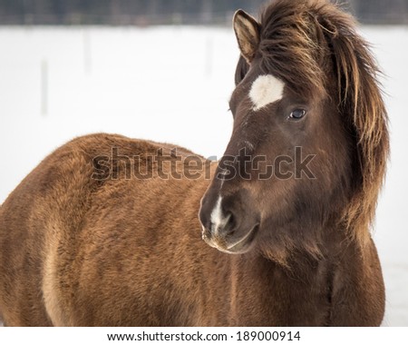 Young Icelandic Mare