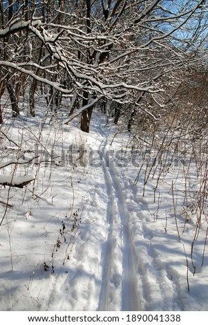ski track in the winter forest