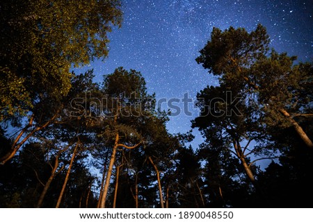 night photo of the stars in the forest