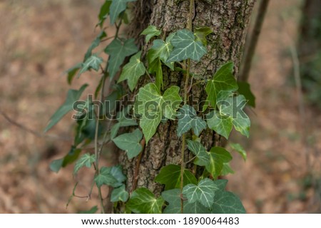 Ivy Hedera on a tree in forest .Nature background.