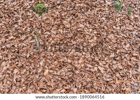 Top view of autumn leaves .Falling foliage background.