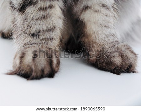 Detailed picture of soft cat paws sitting on a table. Image for veterinary clinics