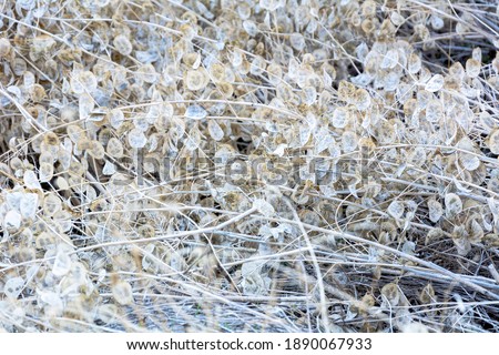 
White dry leaves in autumn