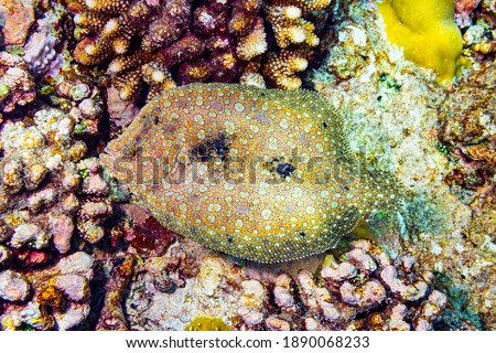 colorful panther leopard flatfish bothus pantherinus in coral reef. flat fish underwater shot in top view