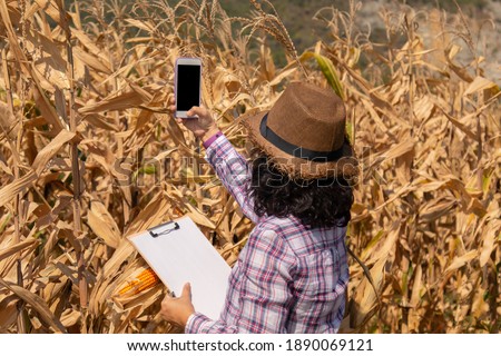Asian smart woman using technology smartphone to examine product seed, farmer worker hold report chart in corn field background ready to harvest, entrepreneur start up agricultural industry business
