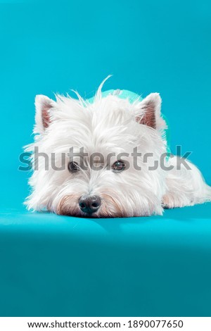 West highland white terrier dog portrait cute blue fashion