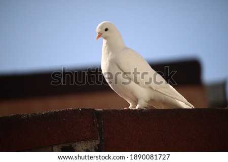the view of the white dove  on the roof