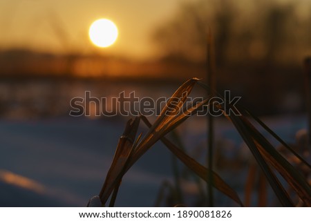 Back lit photography of winter sunny sunset. Sun disk in the fog. Concept of the beauty in nature. 