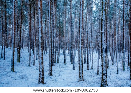 Snow-covered trees in the forest