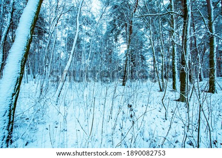 Snow-covered trees in the forest
