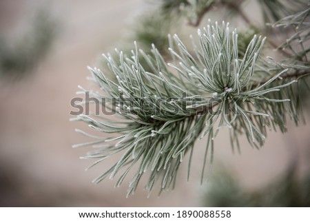 Pine branches covered with inium, snow